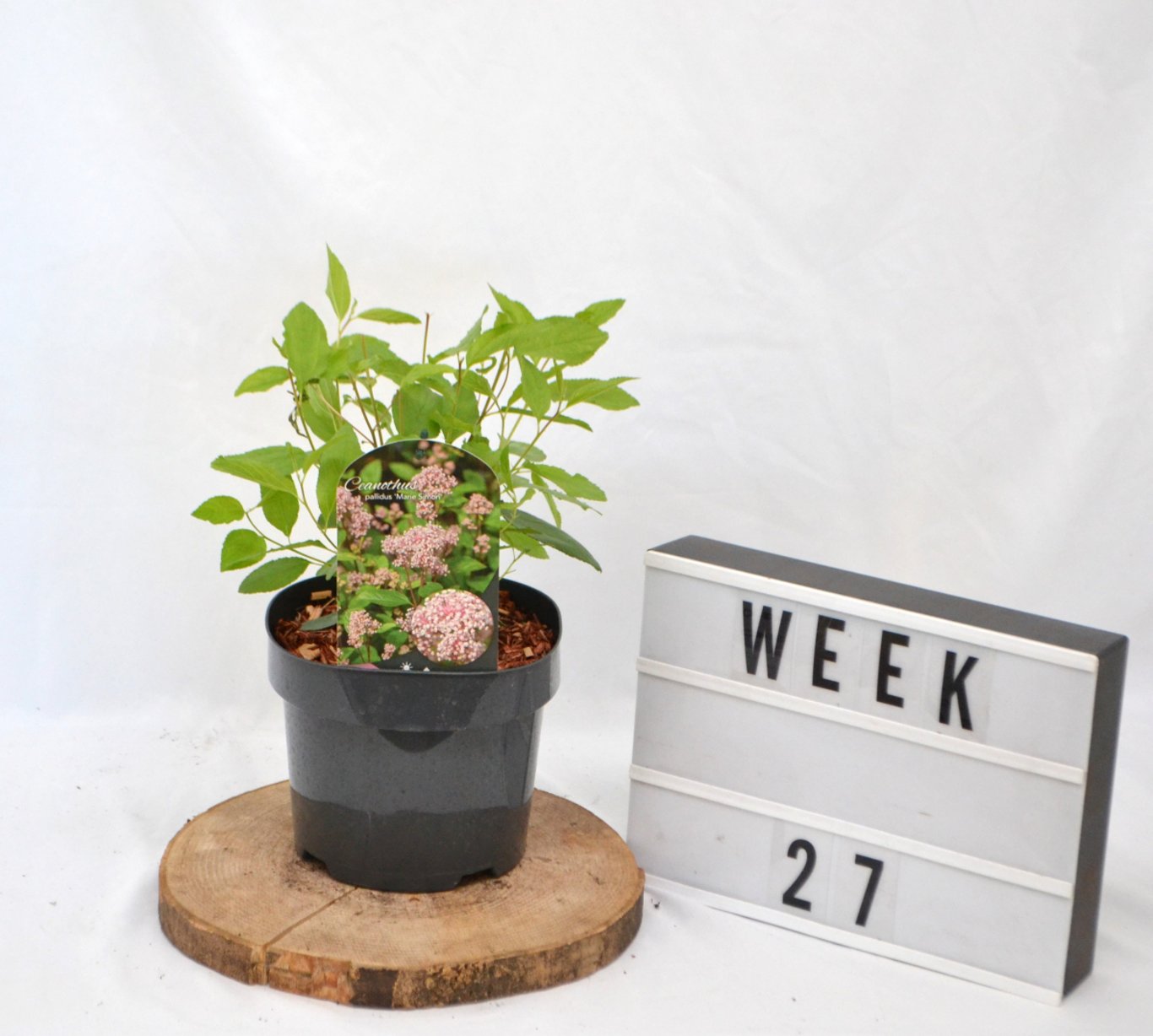 Ceanothus pallidus 'Marie Simon' - C3 20-40 CM