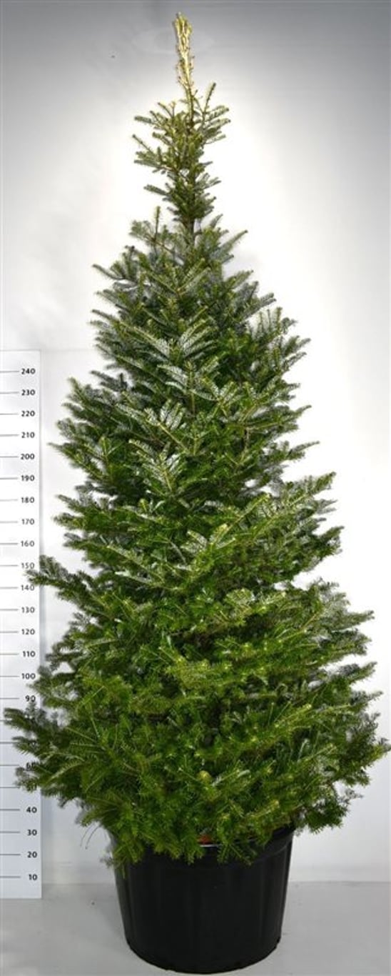Abies koreana - 300-350 CM in Cont.