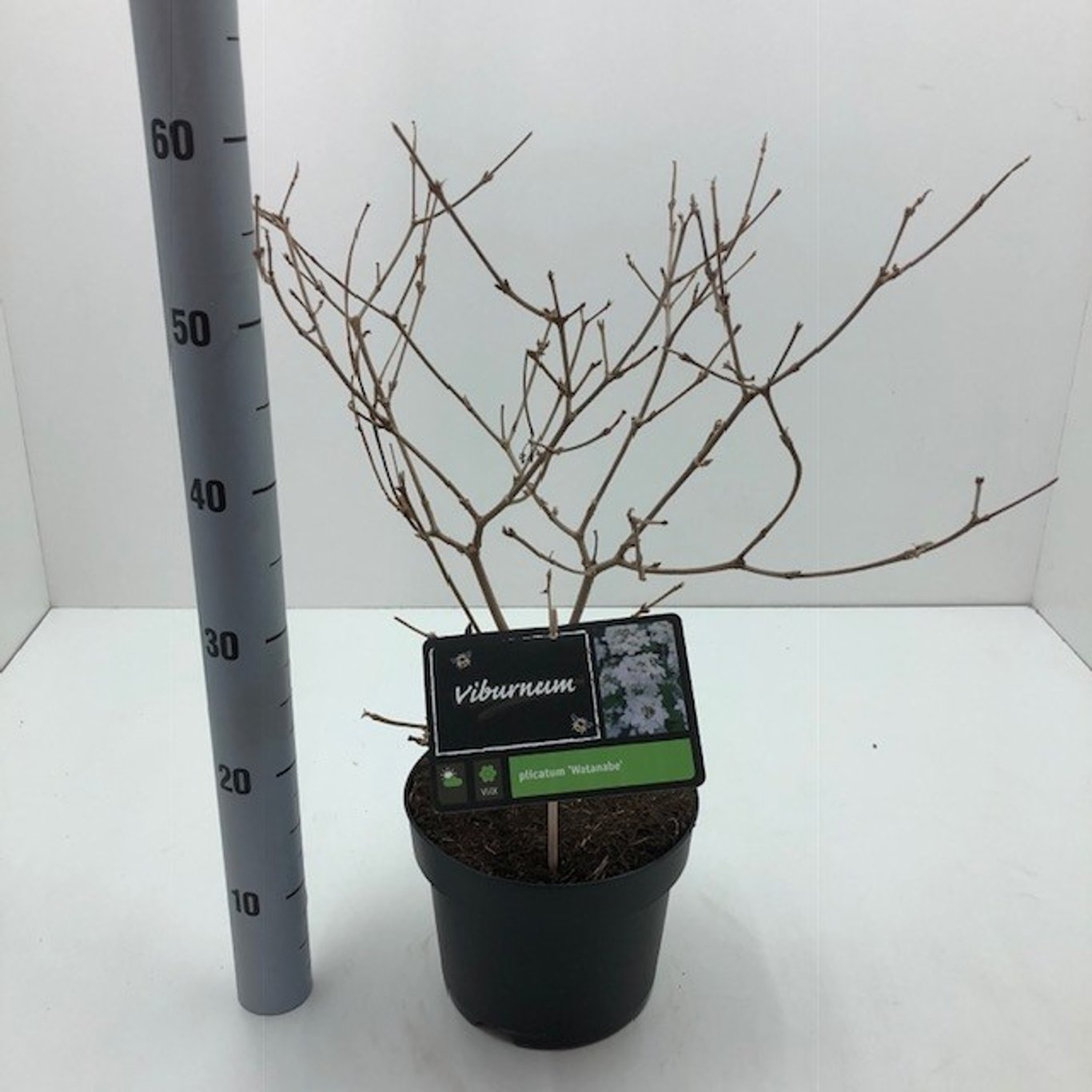 Viburnum plic. 'Watanabe' - C4