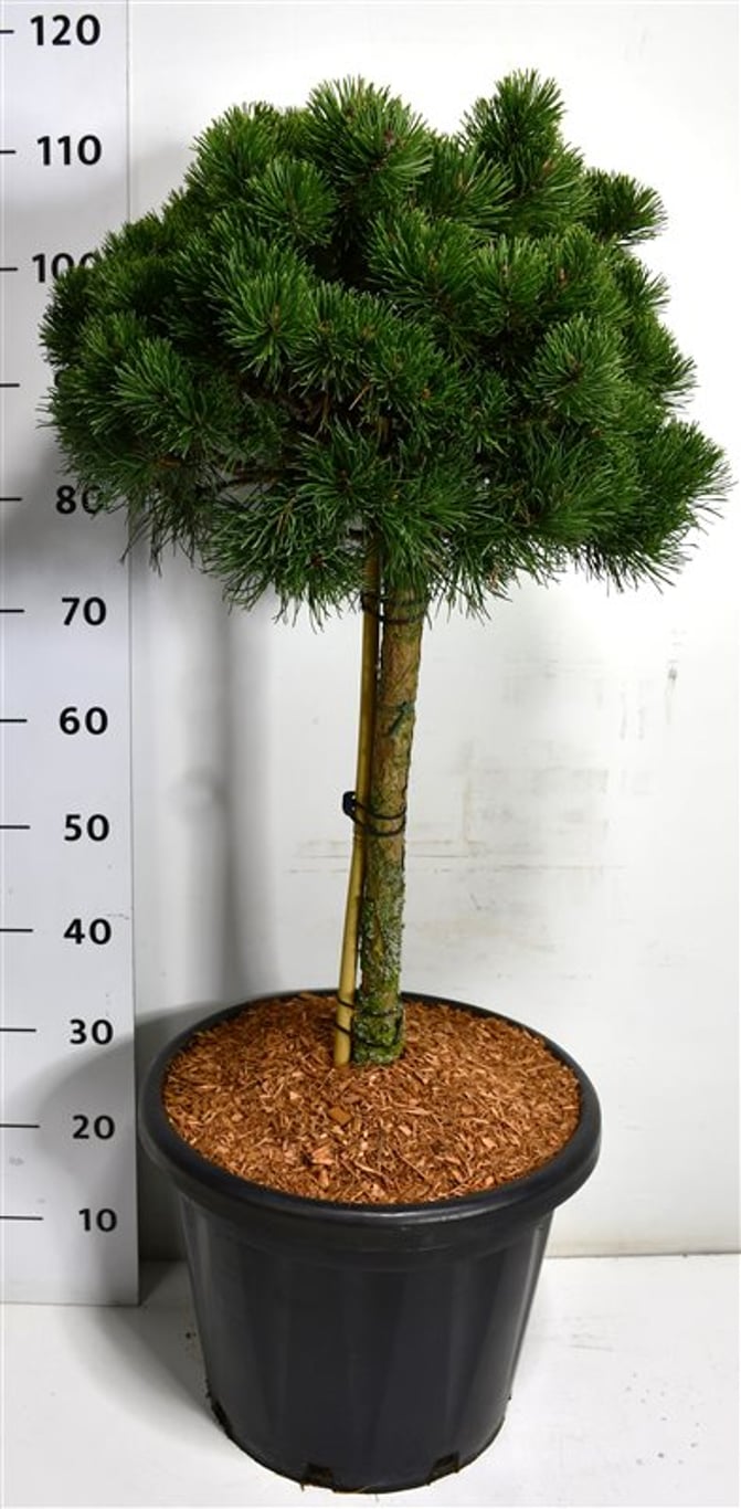 Pinus mugo 'March' - 60 CM Stem C25