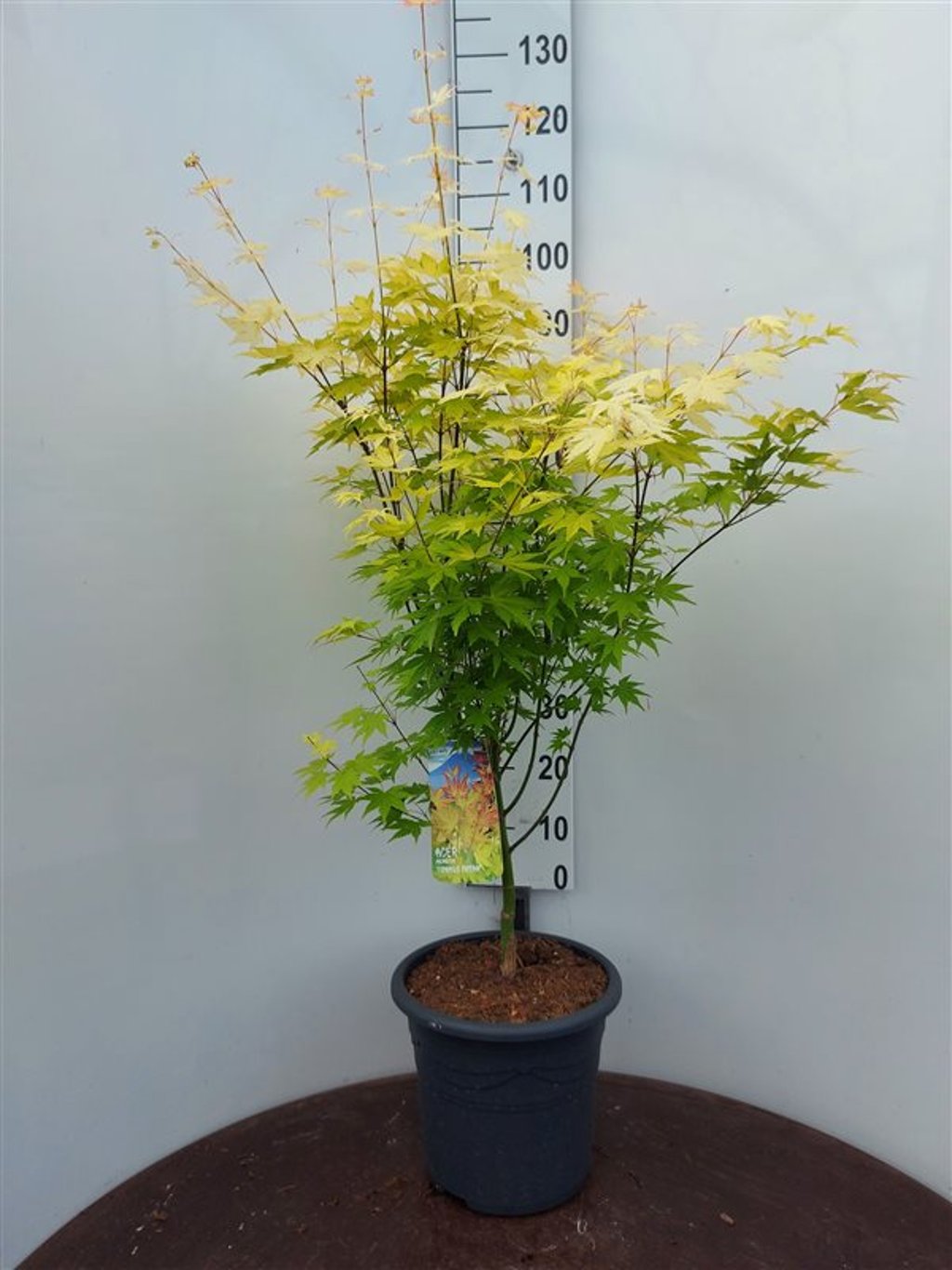 Acer pal. 'Orange Dream' - C10 80-100 CM