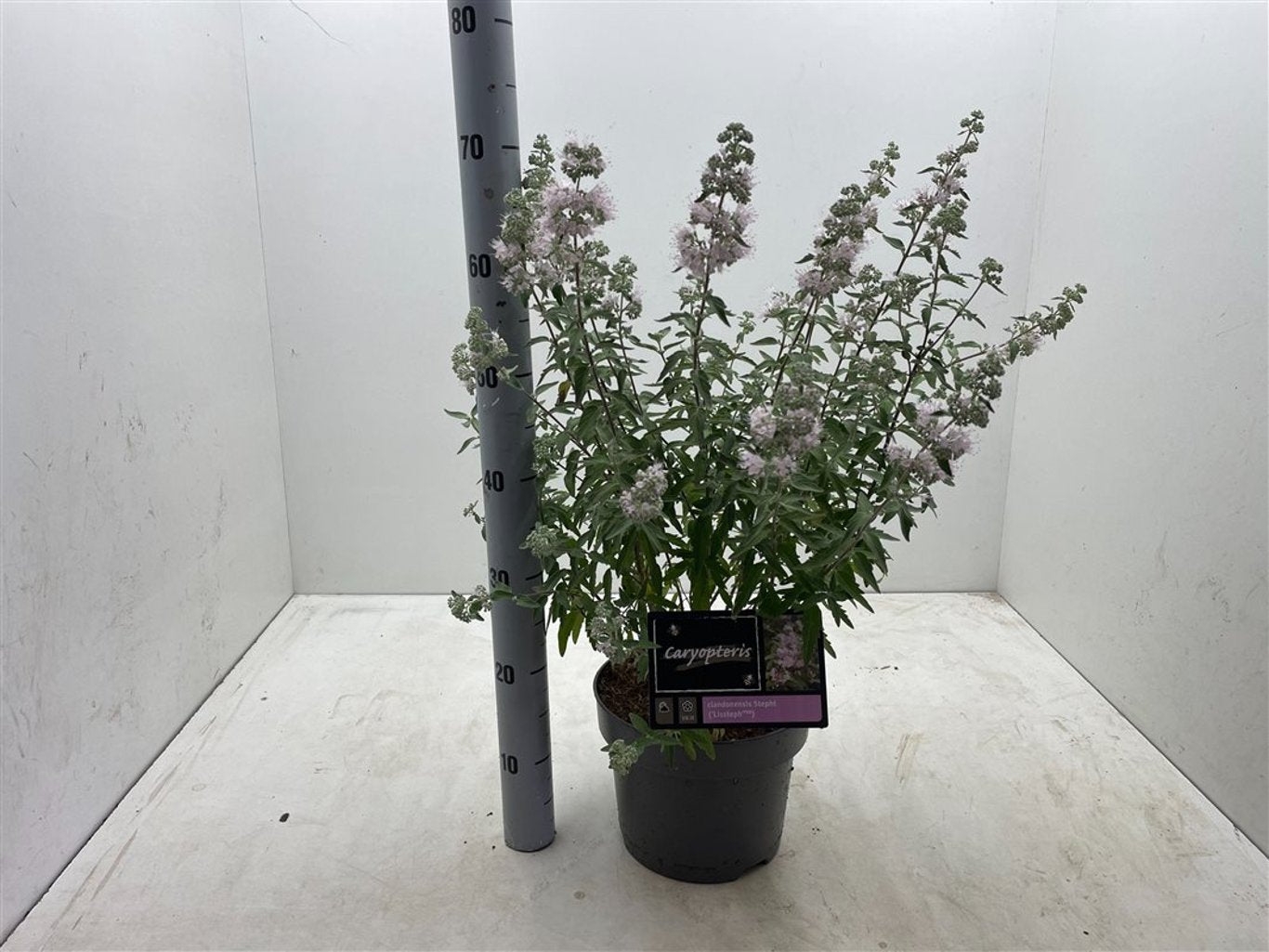 Caryopteris cland. 'Stephi' ® - C5