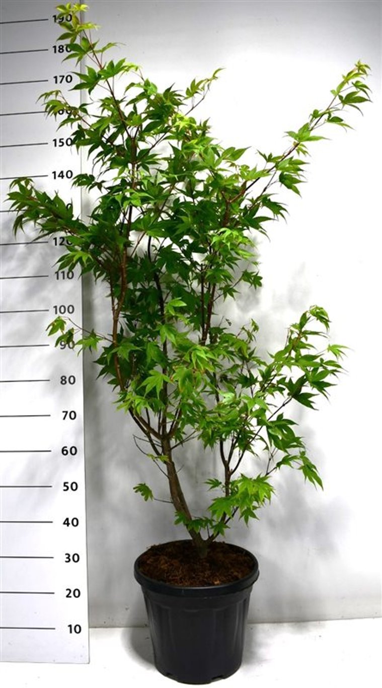Acer pal. 'Osakazuki' - C20 100-125 CM