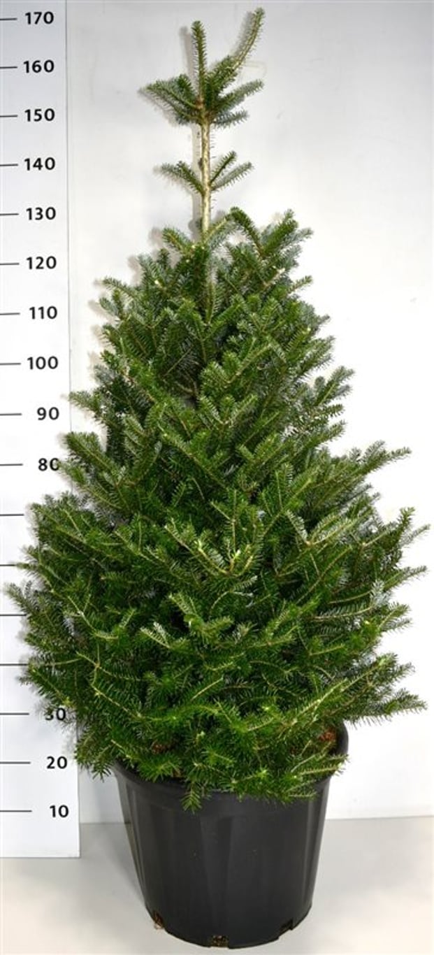 Abies koreana - C35 100-125 CM