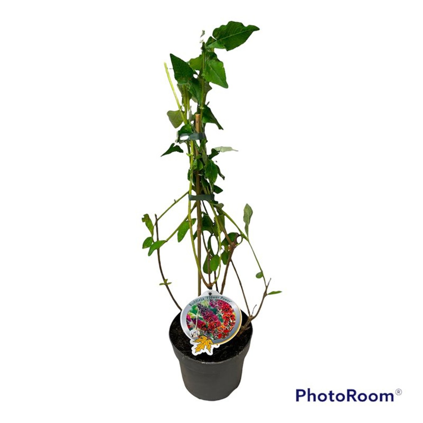 Buddleja dav. 'Flower Power' - C3 50-60 CM