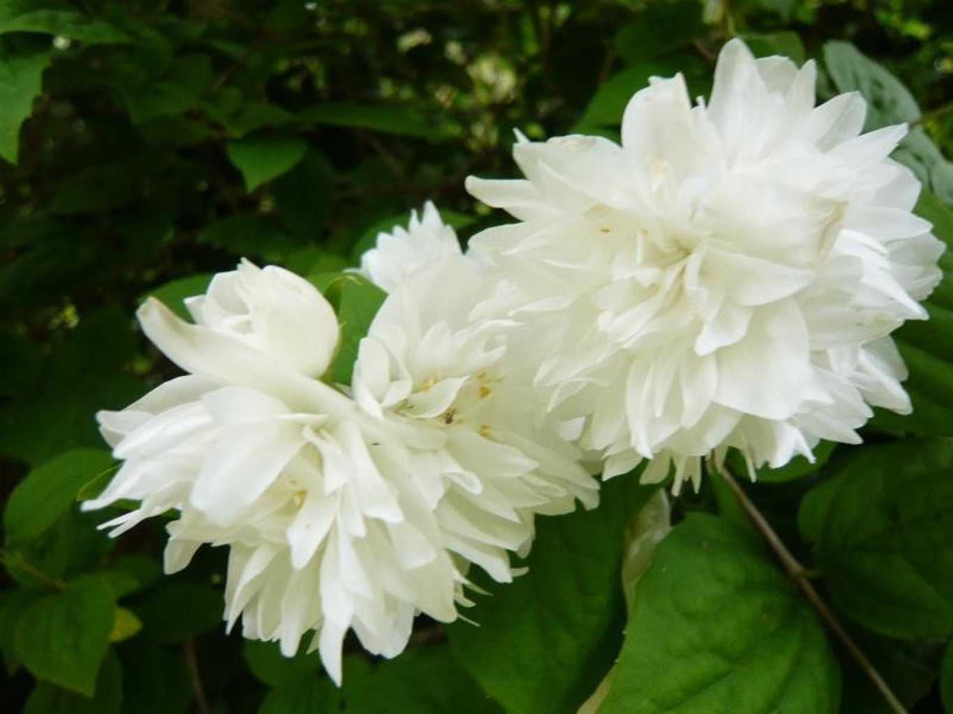Philadelphus 'Virginal' - 60-100 CM bare root 0/2   3/+ branche
