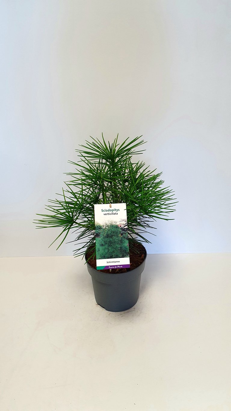 Sciadopitys verticillata - C3 30-40 CM