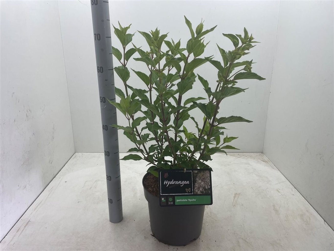 Hydrangea pan. 'Kyushu' - C7,5