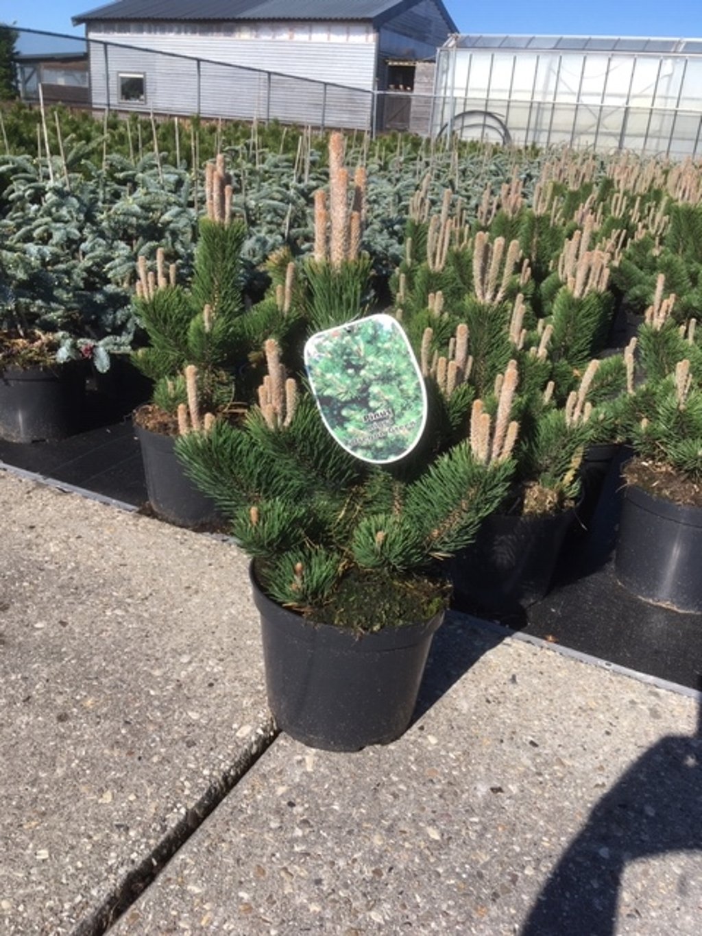 Pinus nigra 'Oregon Green' - C7.5 40-50 CM