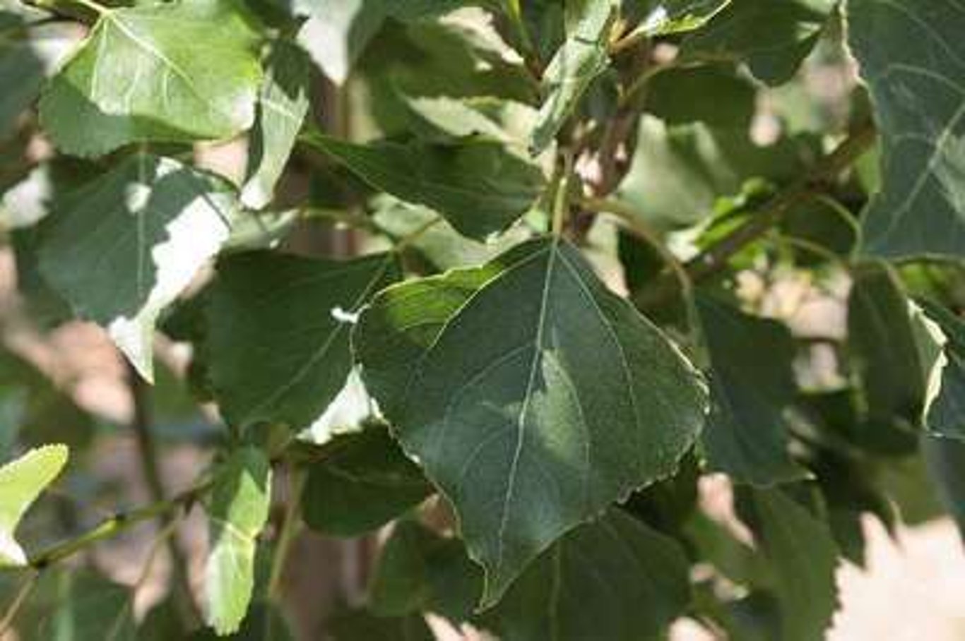 Populus nigra 'Italica' - 120-150 CM bare root 0/1