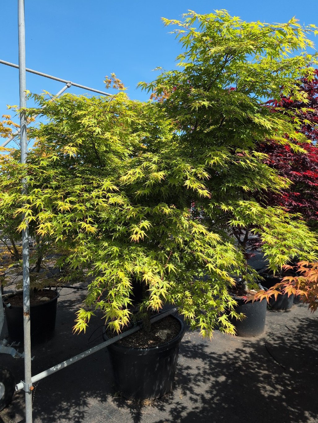 Acer pal. 'Arakawa' - C130 200-220 CM