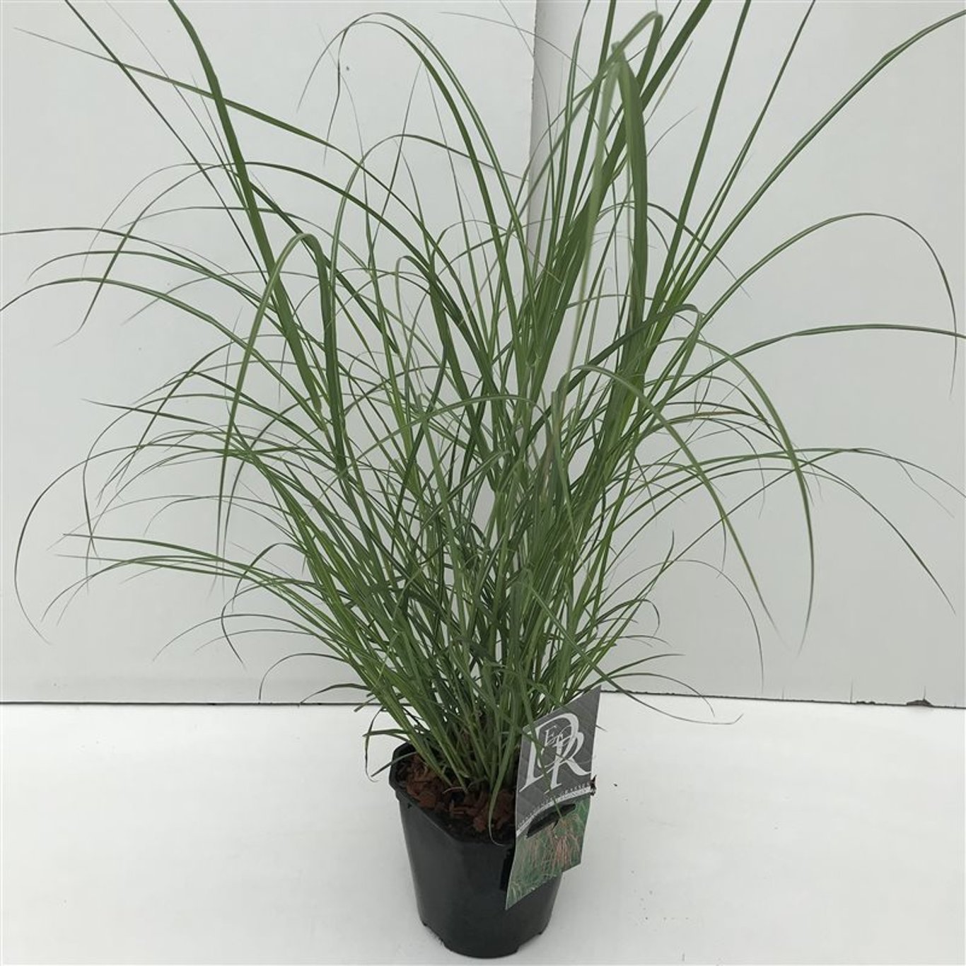 Miscanthus sin. 'Flamingo' - C2