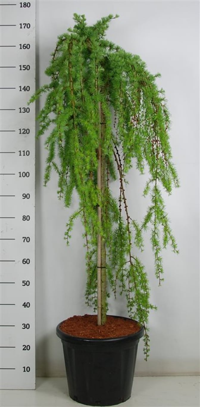 Larix kaempf. 'Stiff Weeper' - 120 CM Stem C25