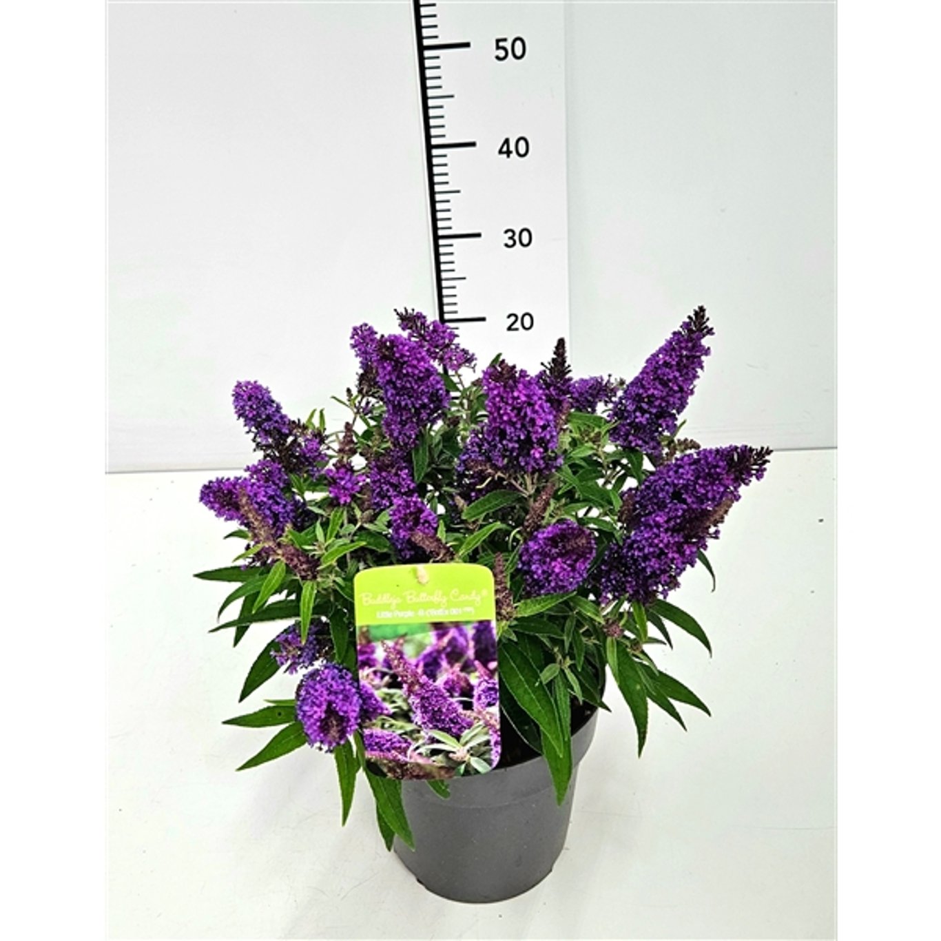 Buddleja d. 'B. Candy Little Purple' - C3