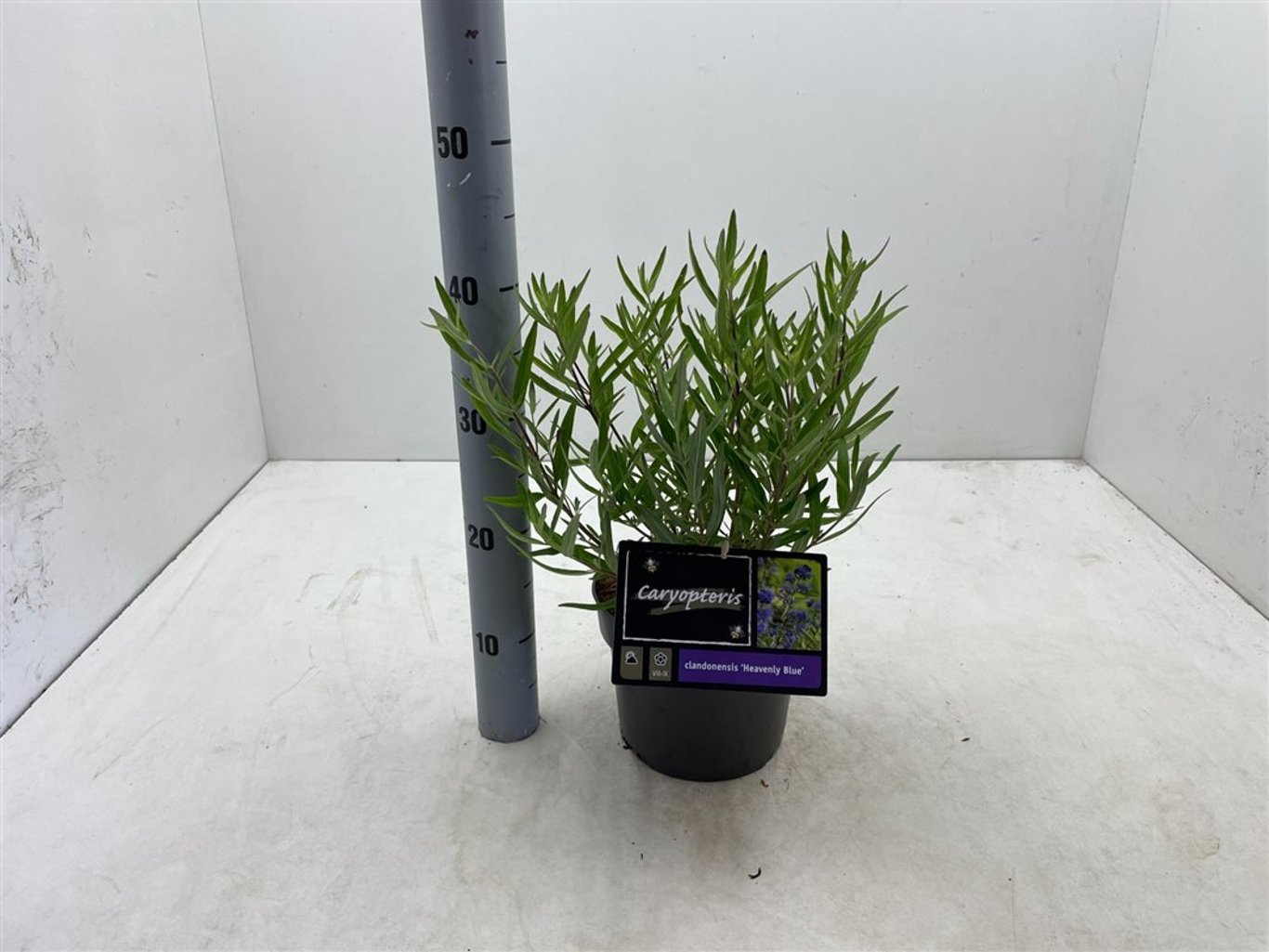 Caryopteris cland. 'Heavenly Blue' - C3