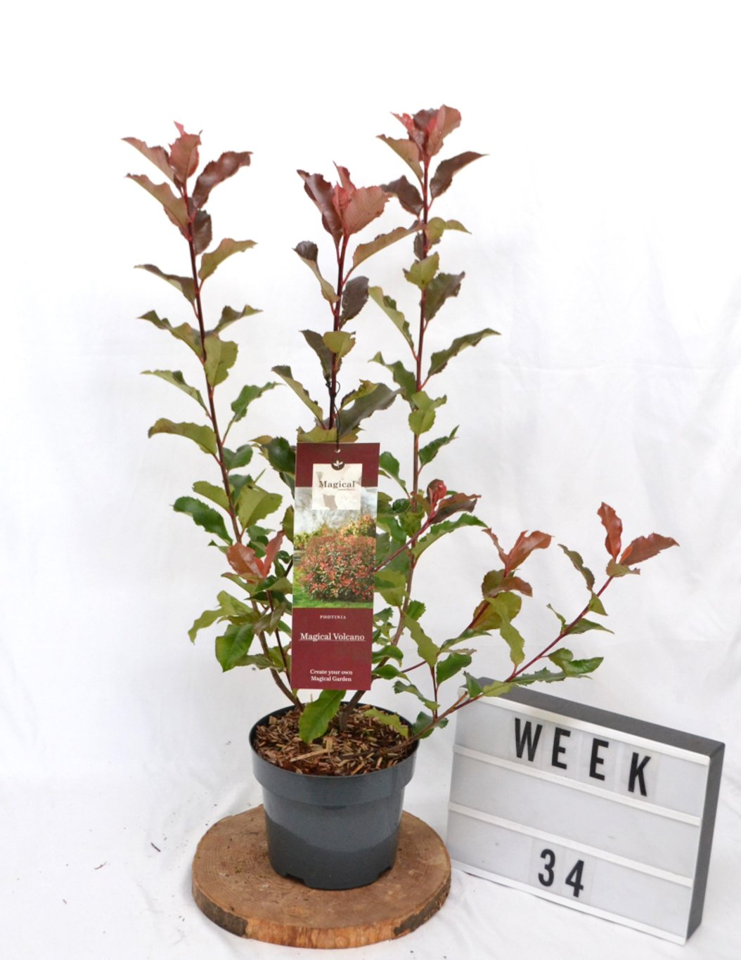 Photinia 'Magical Volcano' - C3 20-40 CM