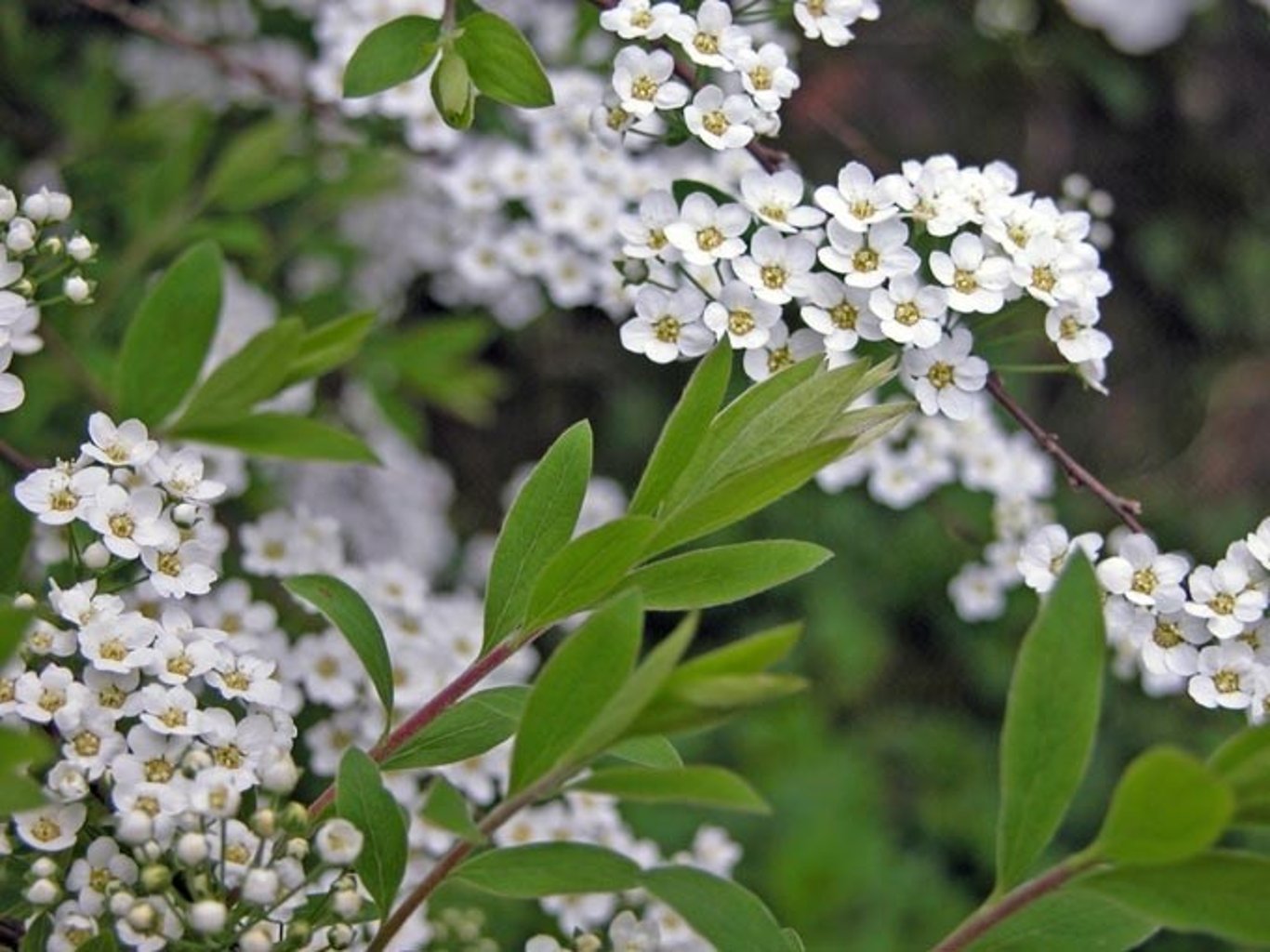 Spiraea arguta - 30-50 CM wortelgoed 0/1/1  2 tak