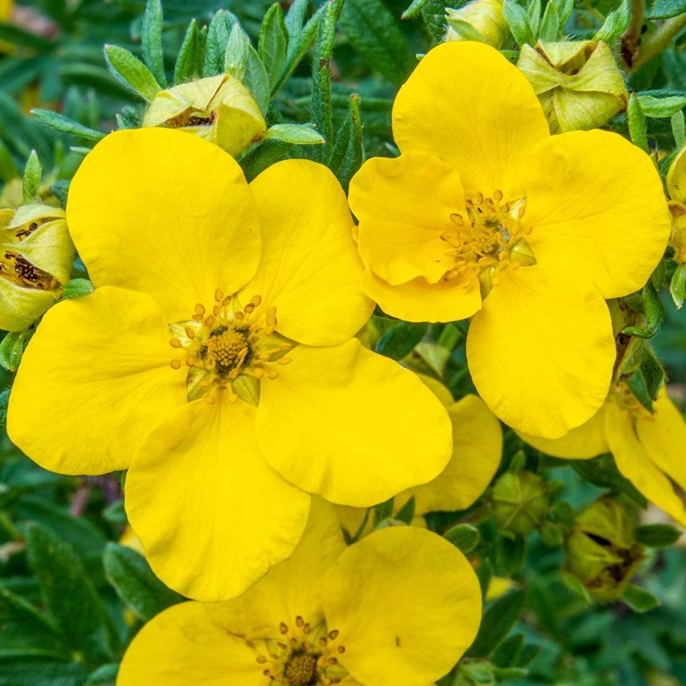 Potentilla f. 'Goldfinger' - 40-60 CM bare root 0/1/1 3-4 branche