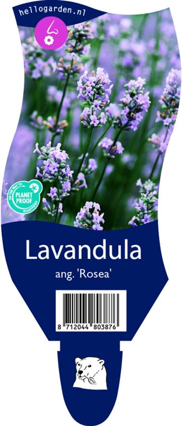 Lavandula ang. 'Rosea' - P11