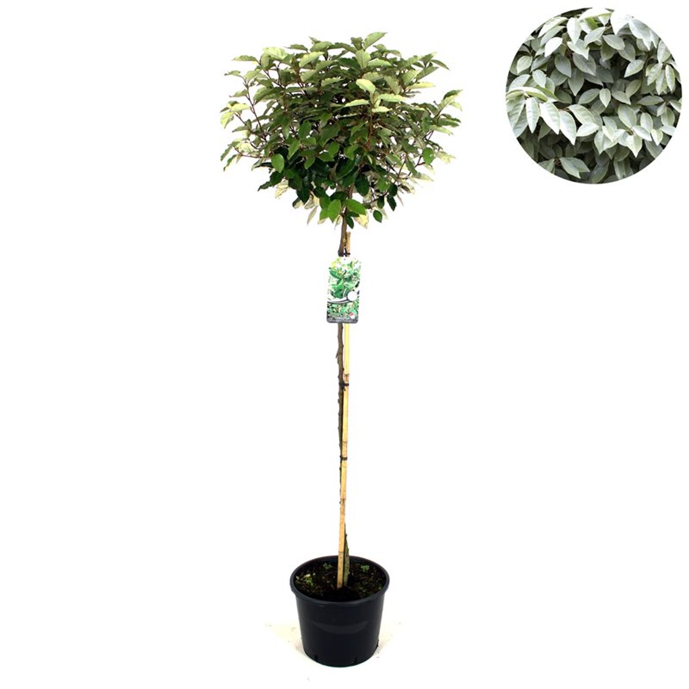 Elaeagnus ebb. 'Compacta'  - 120 CM Stem C12