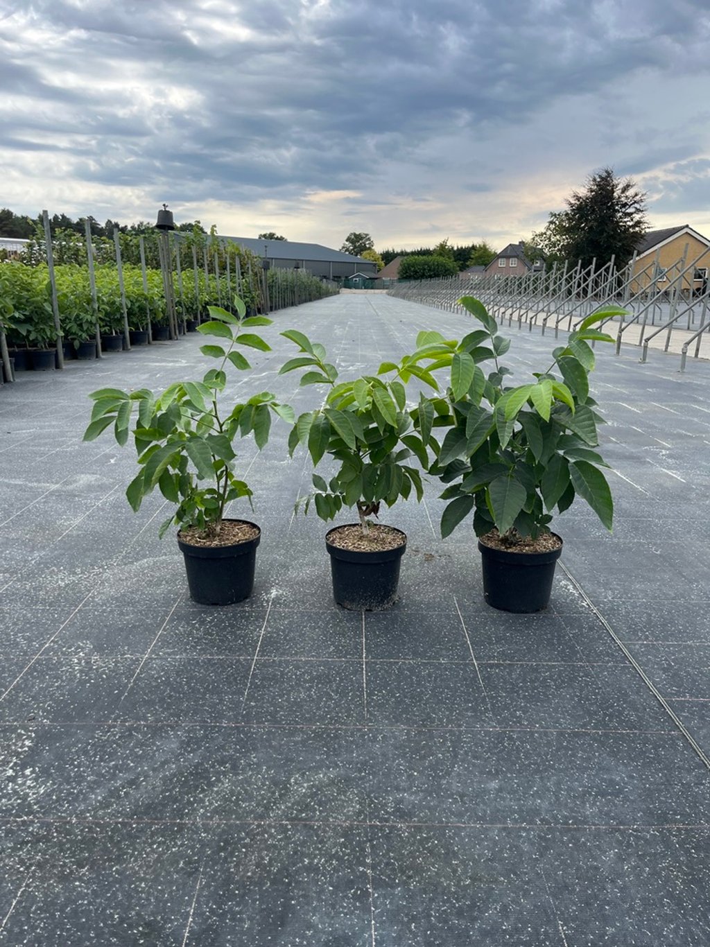 Juglans regia - C5 40-60 CM