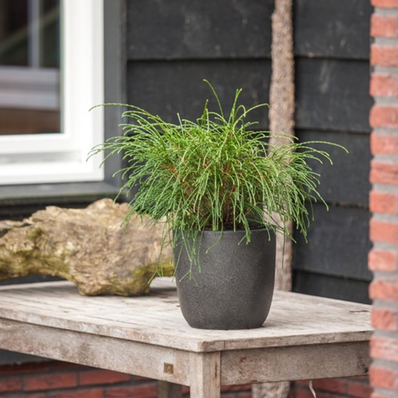 Thuja pl. 'Whipcord' - C3 20-25 CM