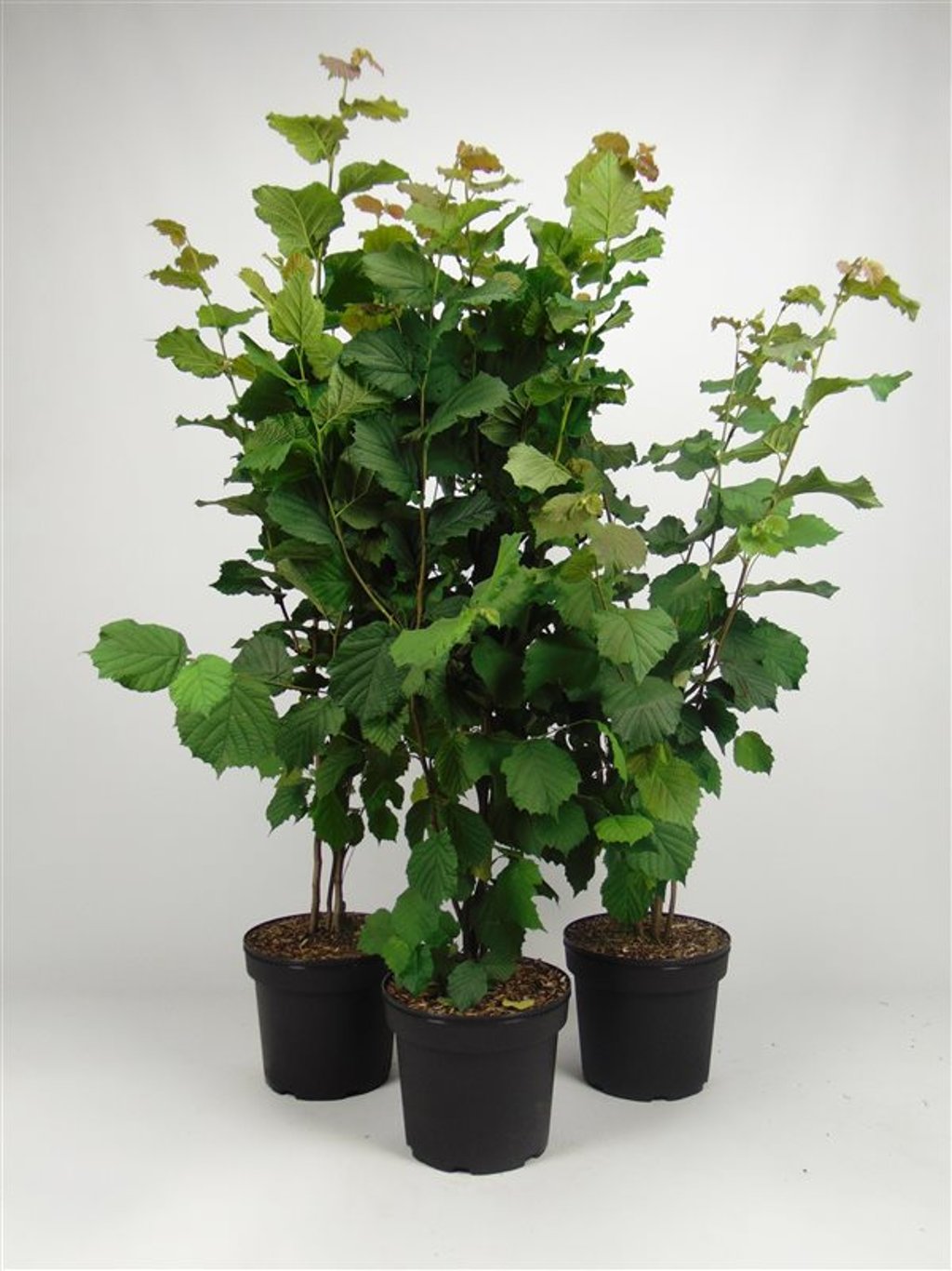 Corylus avellana - C7,5 100-125 CM