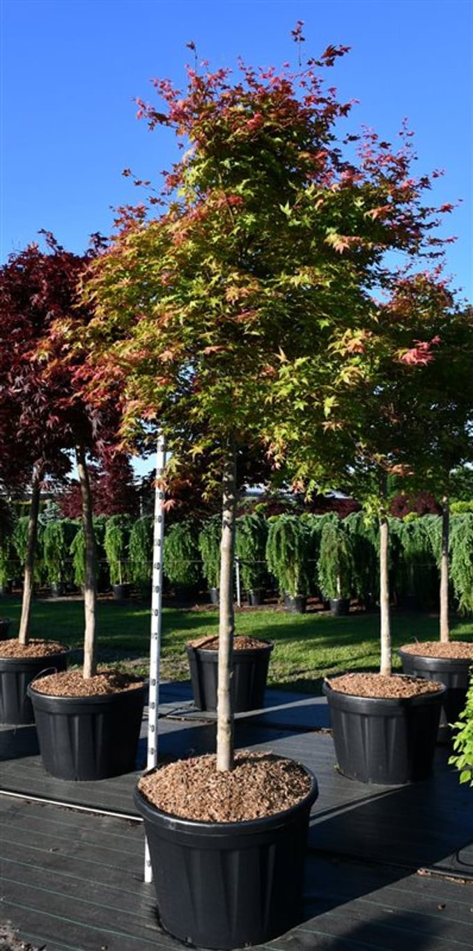 Acer pal. 'Shin-deshojo' - 150 CM Stem Cont.