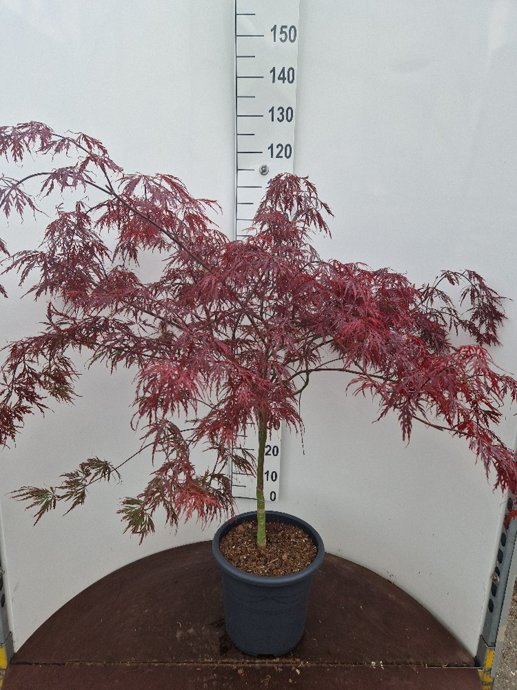 Acer pal. 'Garnet' - C15 60-80 CM