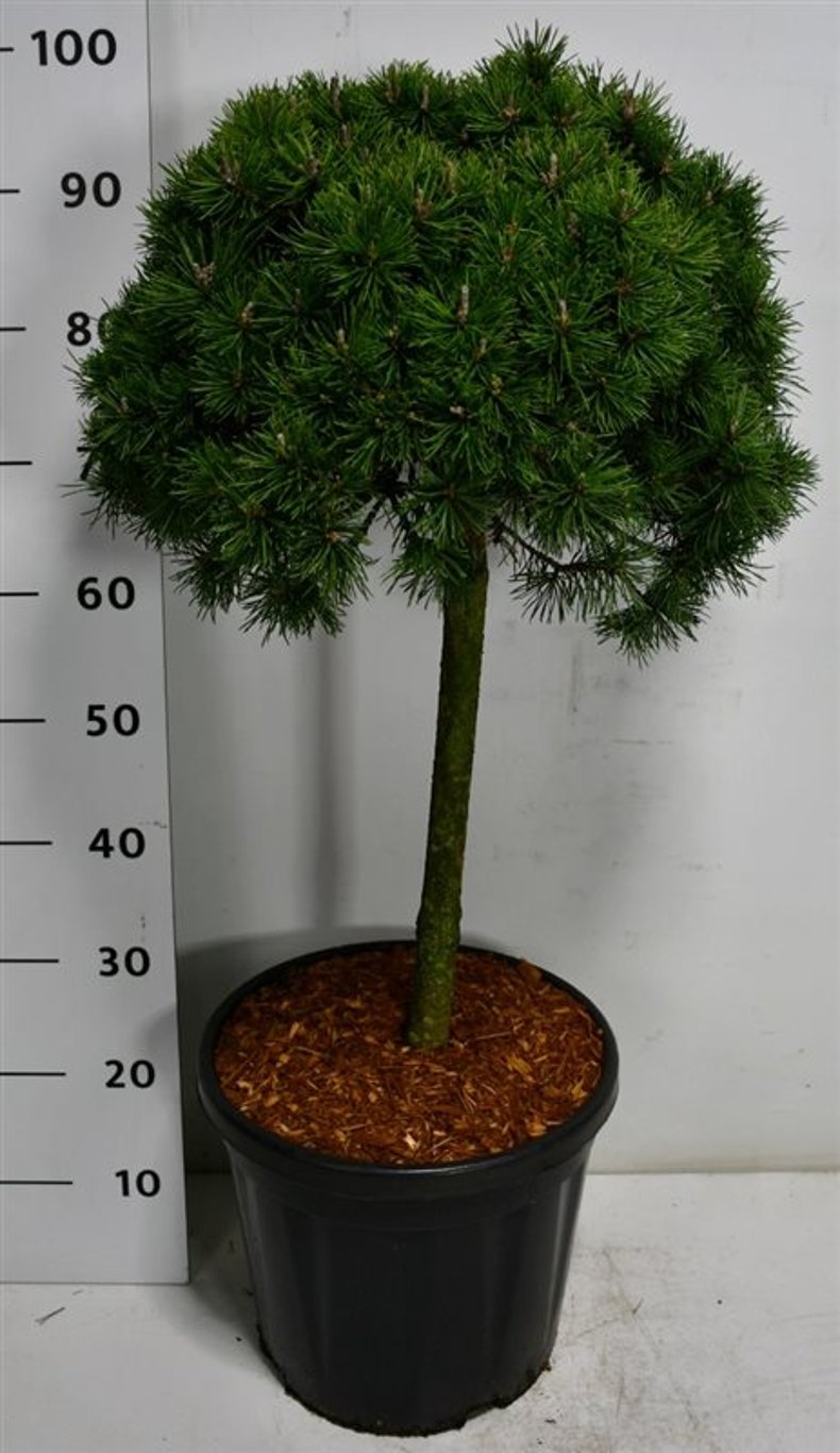 Pinus mugo 'Mops' - 60 CM Stem C20