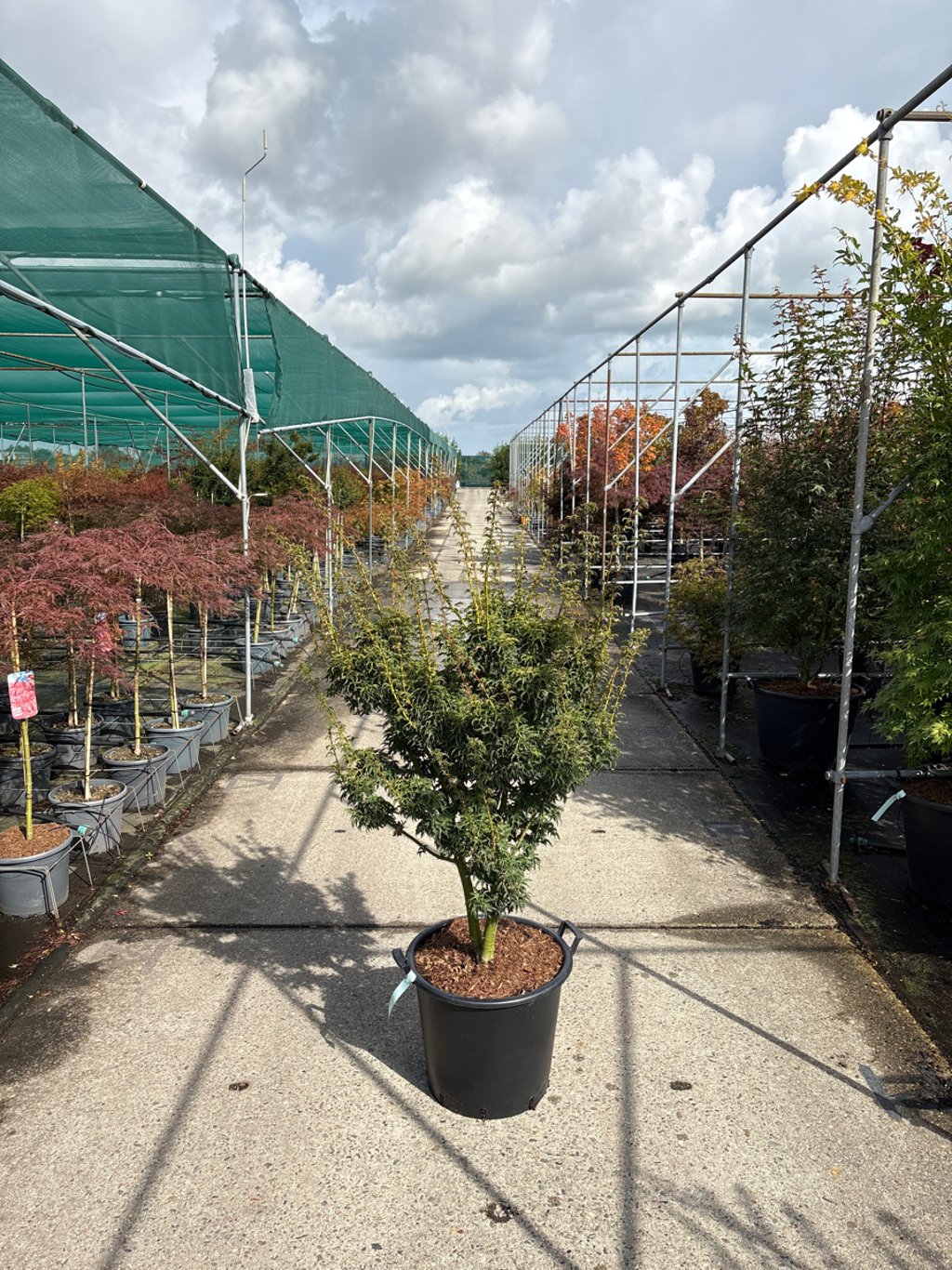 Acer pal. 'Shishigashira' - C50 125-150 CM