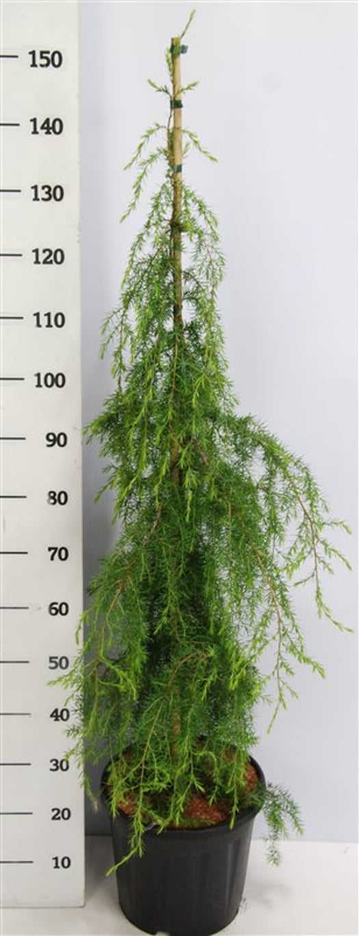 Juniperus comm. 'Horstmann' - C12 80-100 CM