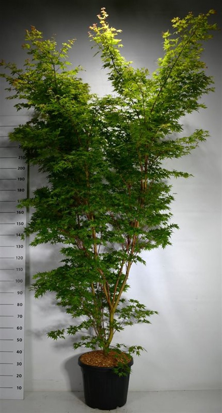 Acer pal. 'Sangokaku' - C45 200-225 CM