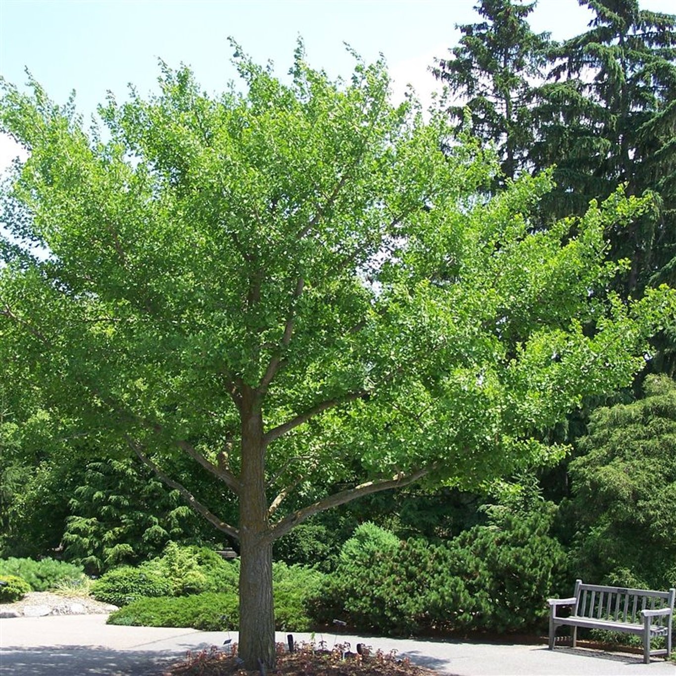 Ginkgo biloba - C7,5 100-125 CM