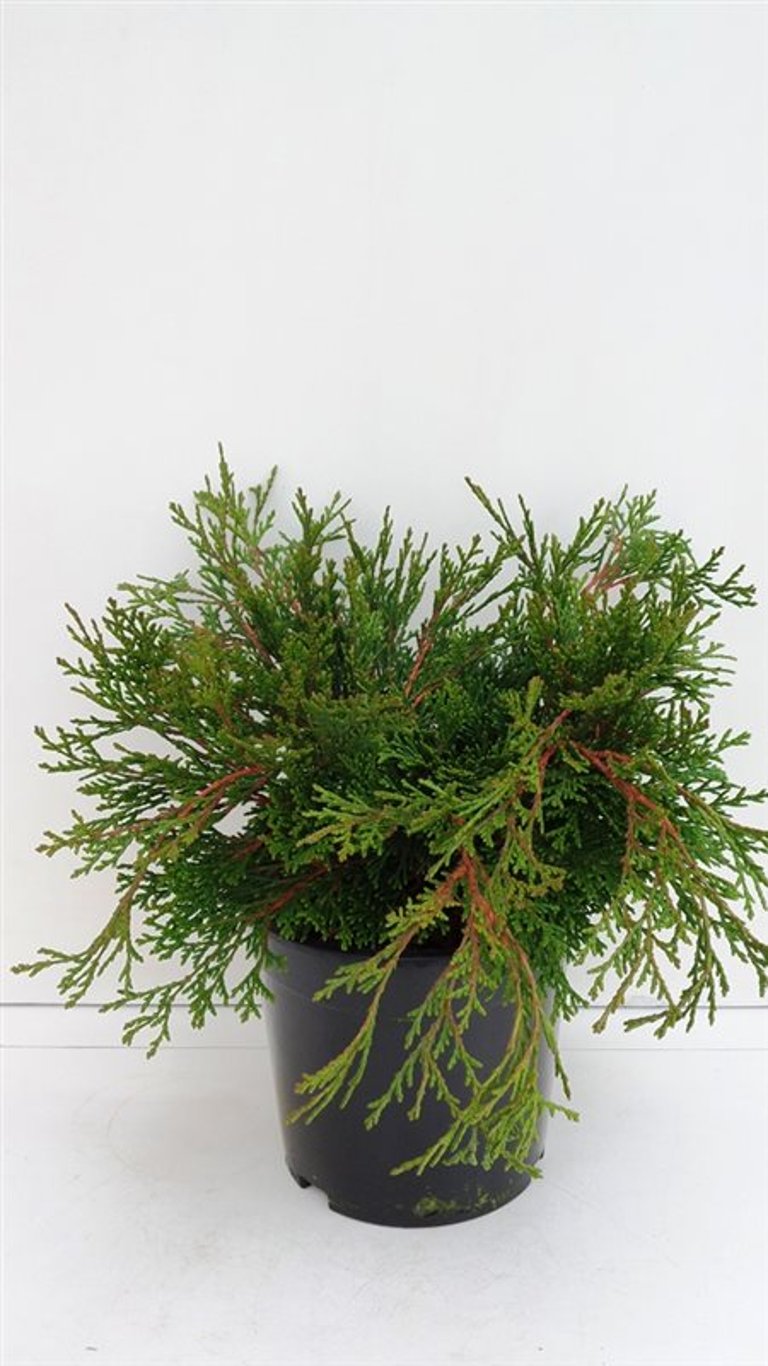 Chamaecyparis o. 'Pygmaea' - C3 25-30 CM