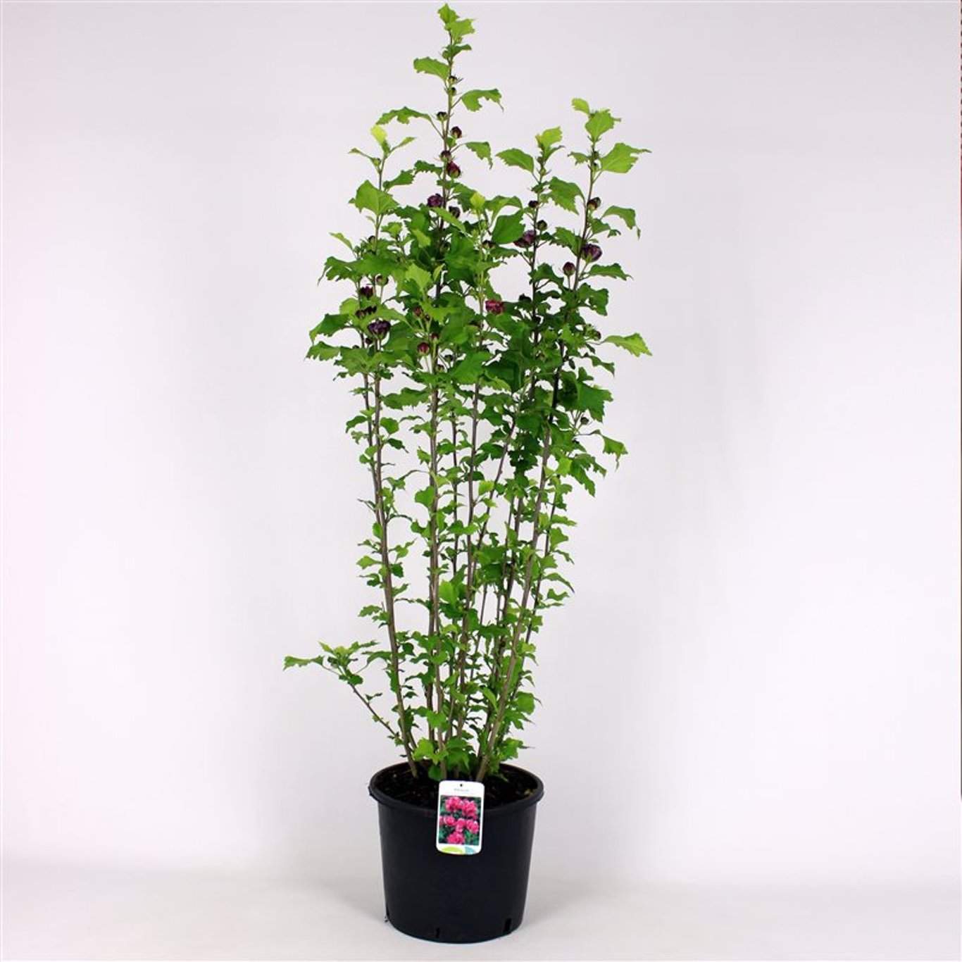 Hibiscus syr. 'Duc de Brabant' - 125-150 CM RB