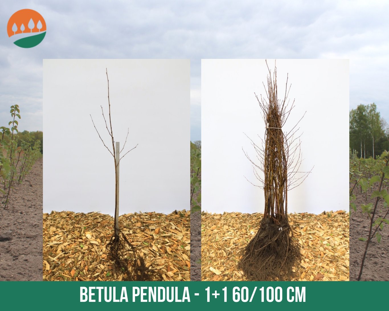 Betula pendula - 60-100 CM bare root 1/1