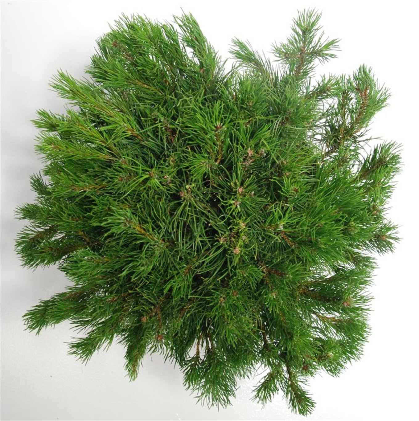 Pinus mugo pumilio - C12 50-60 CM