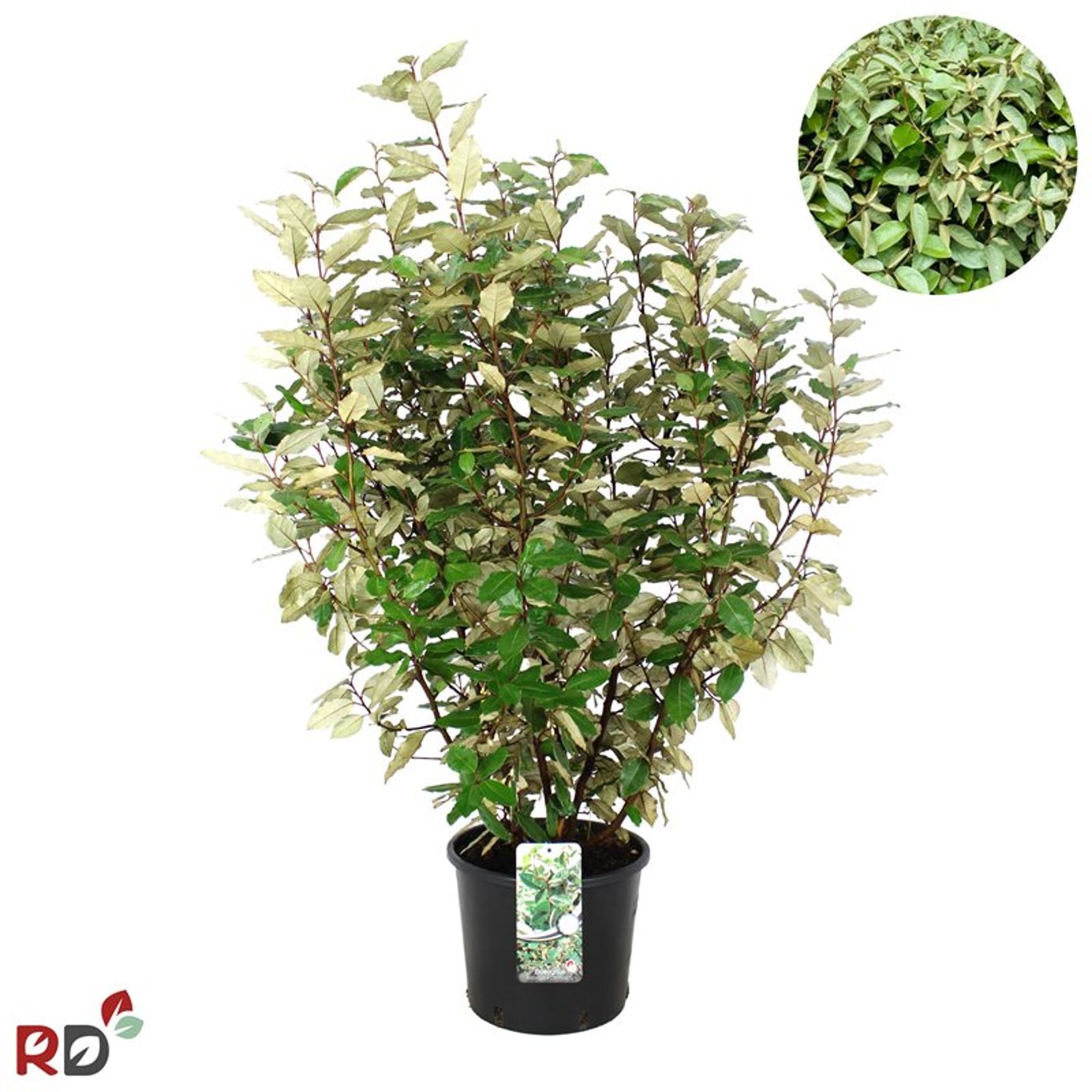 Elaeagnus ebb. 'Compacta'  - C2 100-125 CM