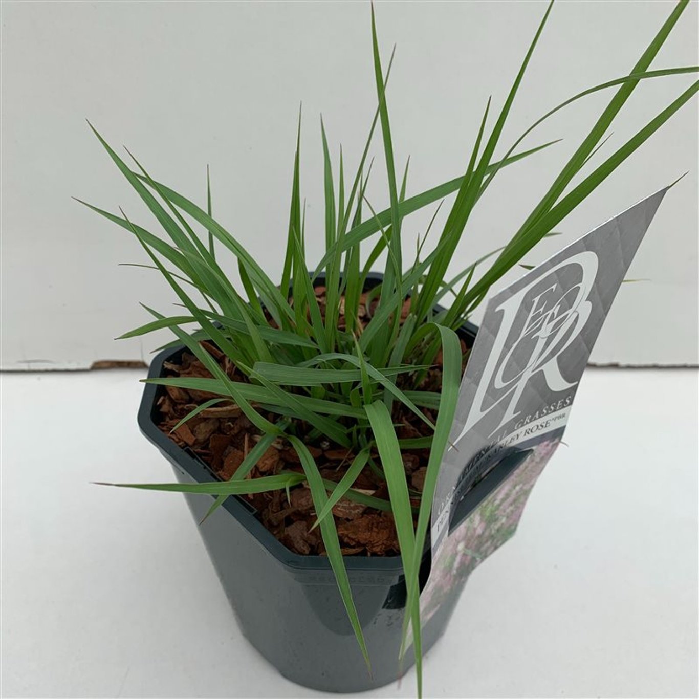 Pennisetum 'Karley Rose' - C2