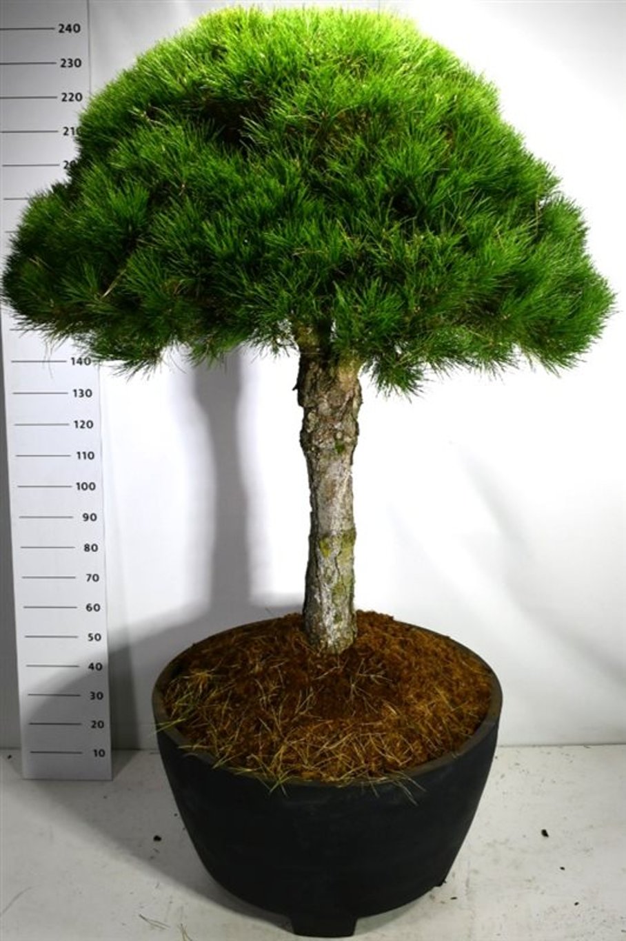 Pinus nigra nigra - 90 CM Stem Cont.