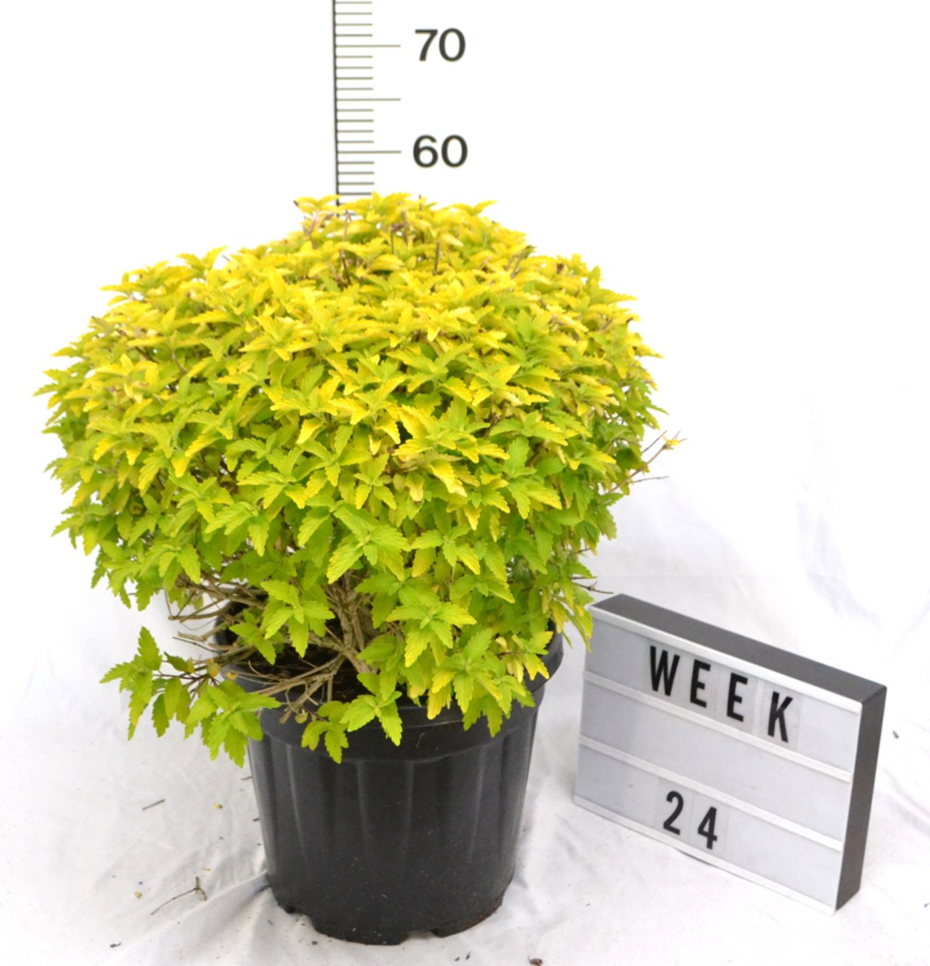 Caryopteris cland. Hint of Gold - C12 60-70 CM