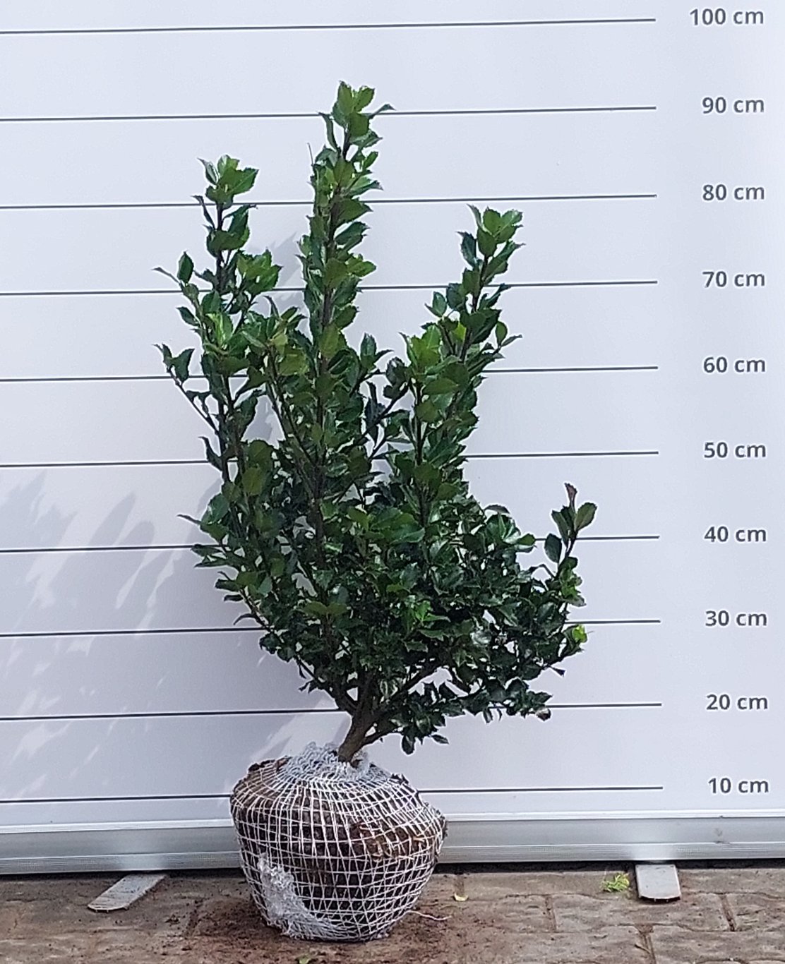 Ilex meserv. 'Blue Prince' - 60-80 CM RB