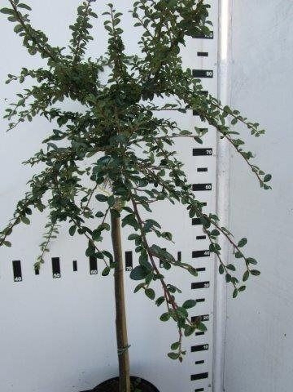 Cotoneaster suec. 'Coral Beauty' - 80 CM Stem C5