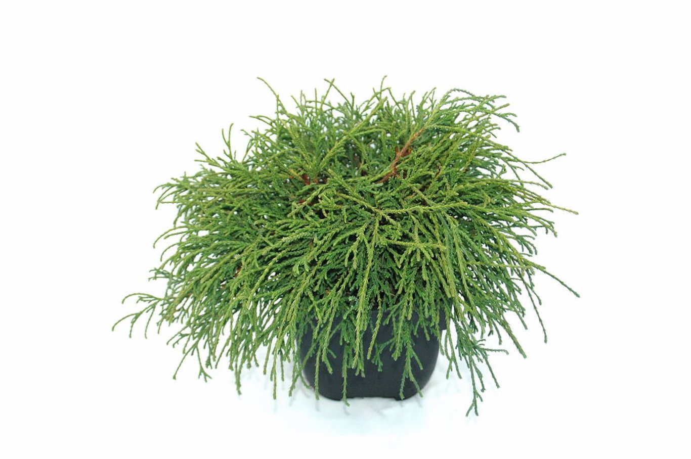 Chamaecyparis p. 'Filifera Nana' - C2