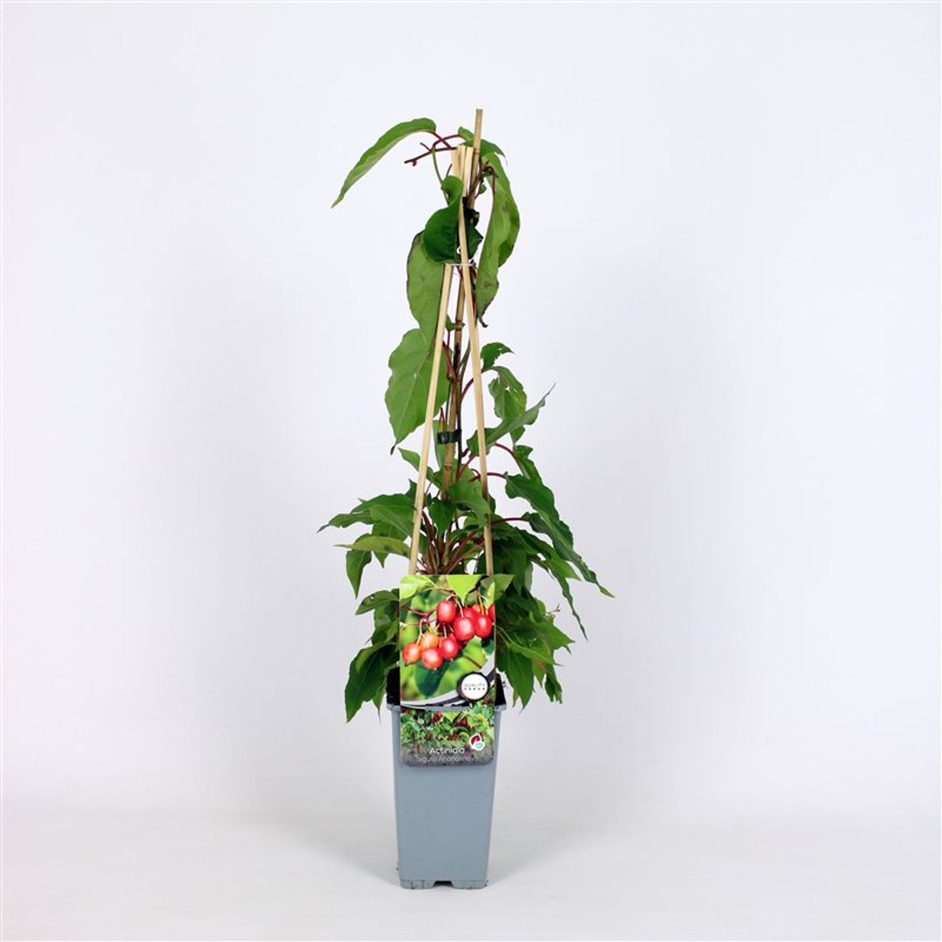 Actinidia a. 'Ananasnaya' - C2 70/+ CM