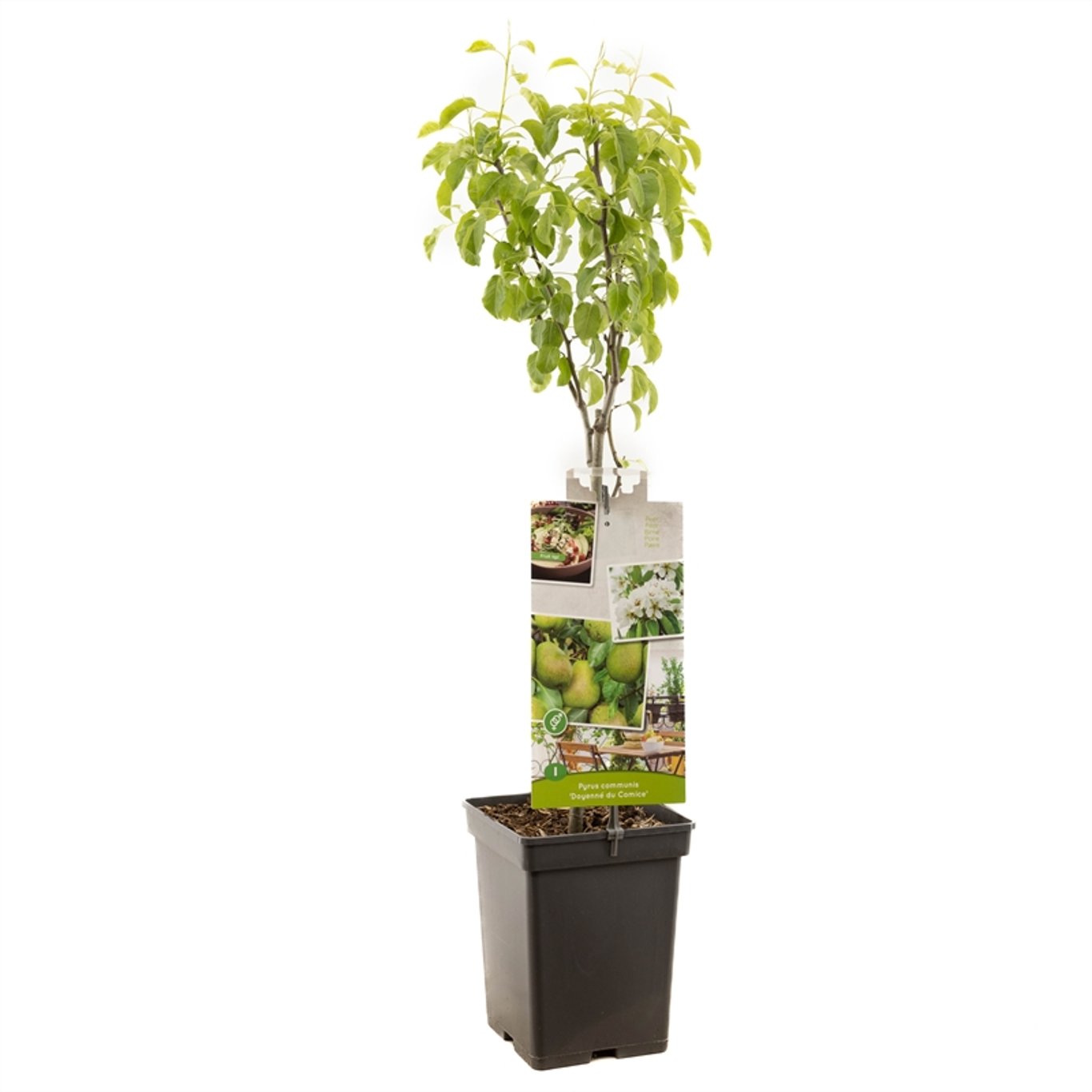 Pyrus c. 'Doyenné du Comice' - C5 60-80 CM Patio