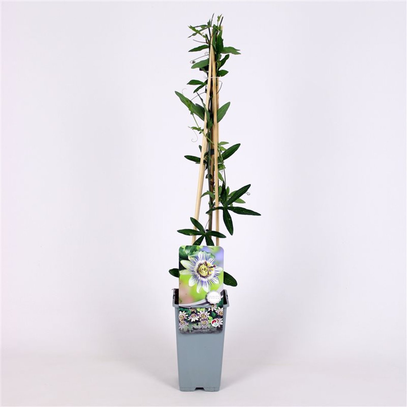 Passiflora caerulea - C2 70/+ CM