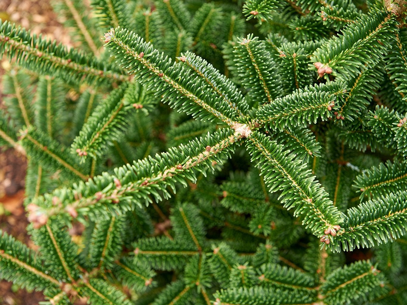 Abies fraseri - 30-50 CM bare root 2/2