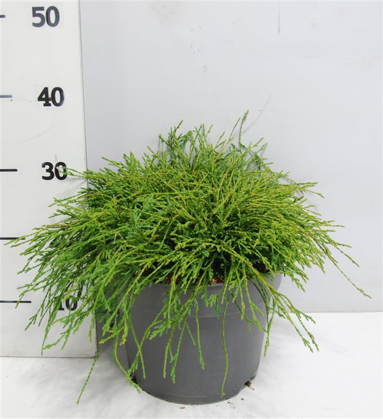 Chamaecyparis p. 'Filifera Nana' - C7.5 40-50 CM
